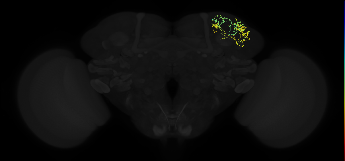 adult superior lateral protocerebrum neuron 151