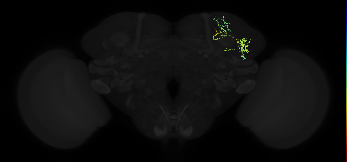 adult superior lateral protocerebrum neuron 152