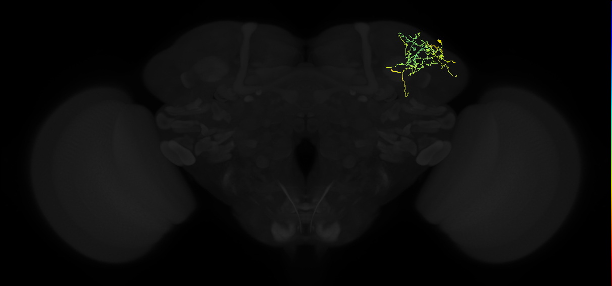adult superior lateral protocerebrum neuron 153