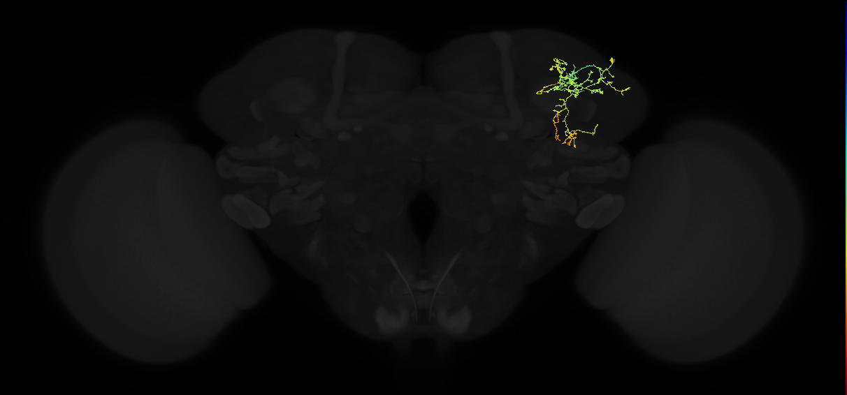 adult superior lateral protocerebrum neuron 154