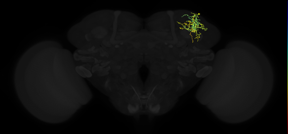 adult superior lateral protocerebrum neuron 155