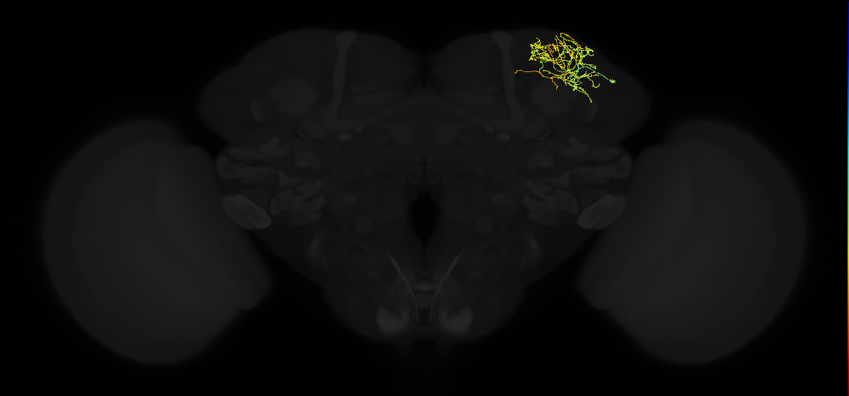 adult superior lateral protocerebrum neuron 156