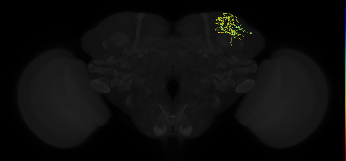 adult superior lateral protocerebrum neuron 156