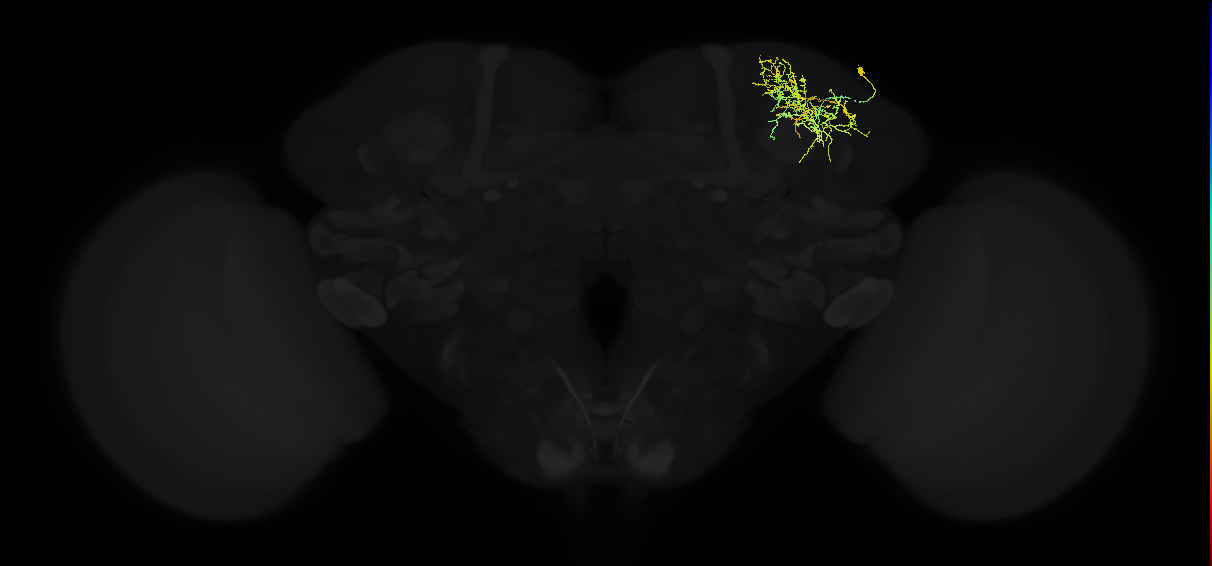 adult superior lateral protocerebrum neuron 157