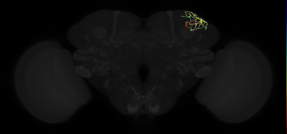 adult superior lateral protocerebrum neuron 158