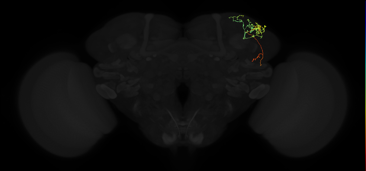 adult superior lateral protocerebrum neuron 158