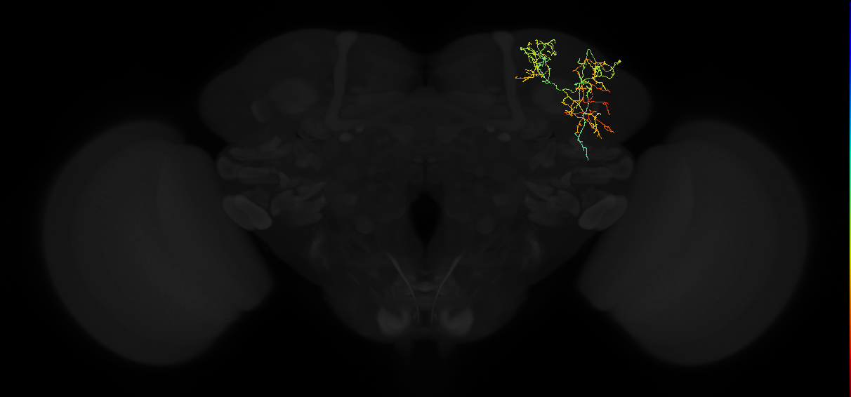 adult superior lateral protocerebrum neuron 159