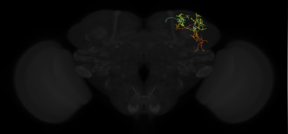 adult superior lateral protocerebrum neuron 159