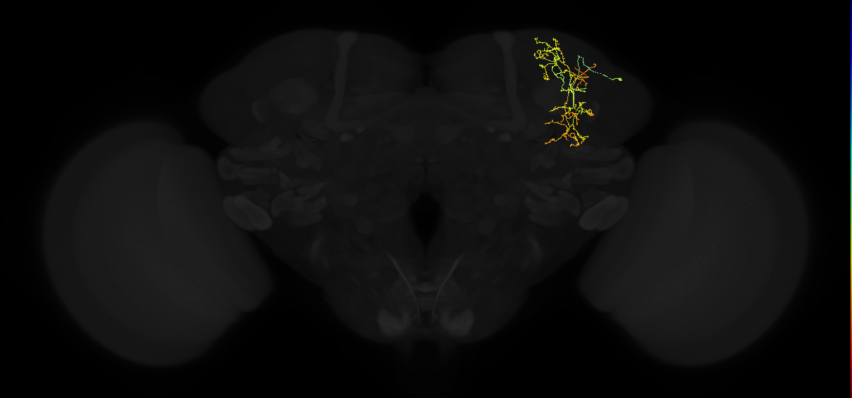 adult superior lateral protocerebrum neuron 160