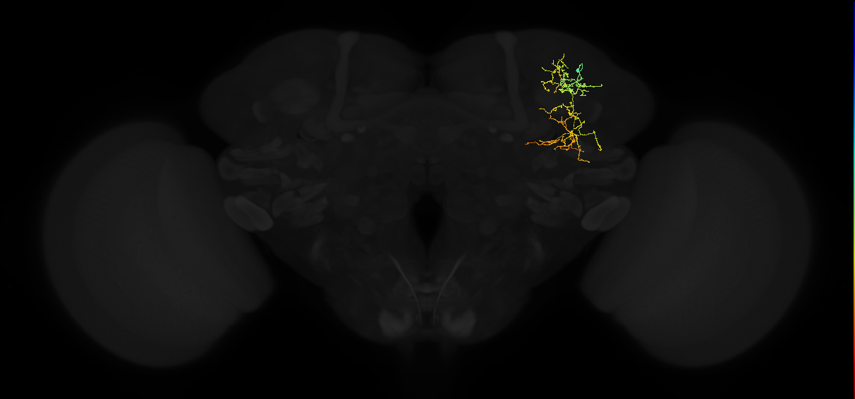 adult superior lateral protocerebrum neuron 161