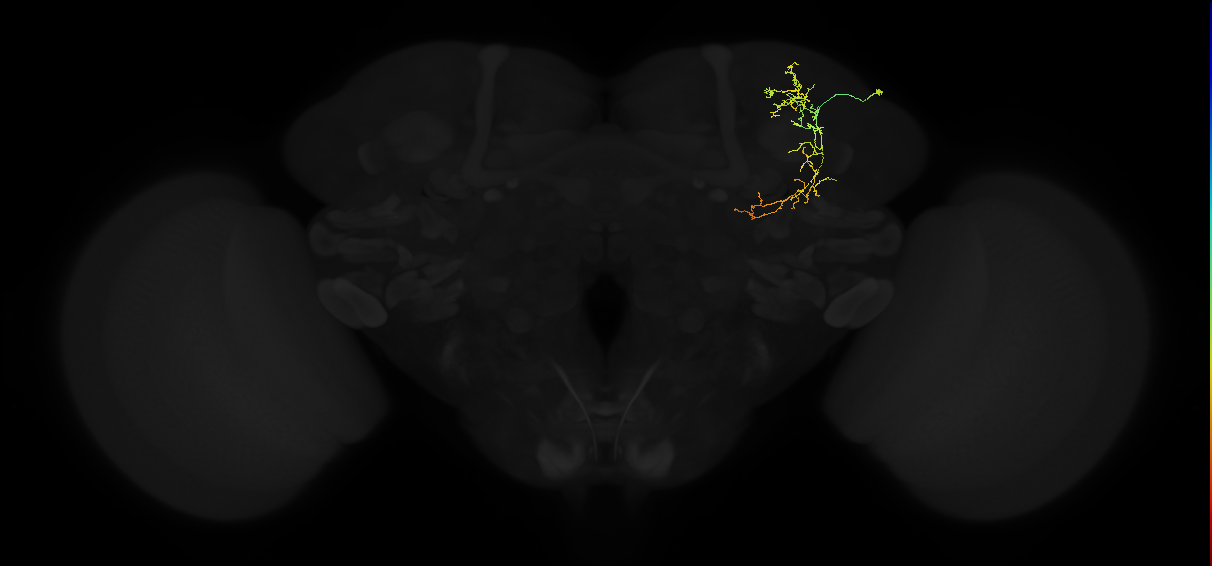 adult superior lateral protocerebrum neuron 162