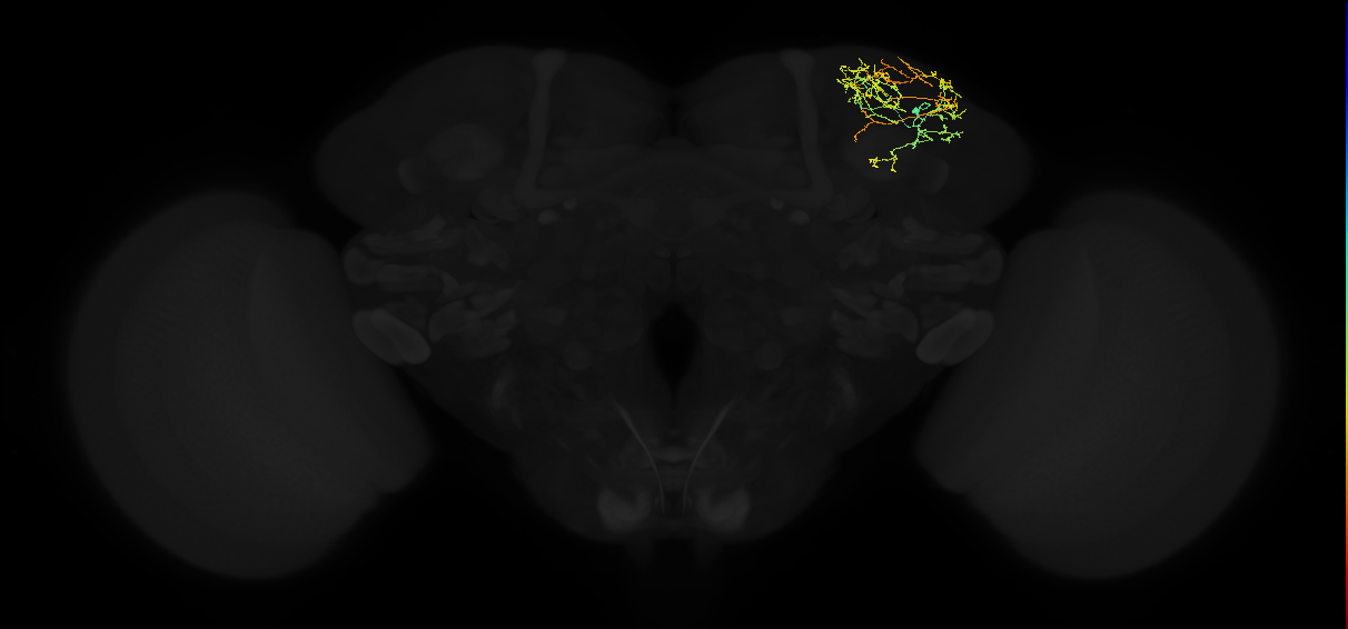 adult superior lateral protocerebrum neuron 163