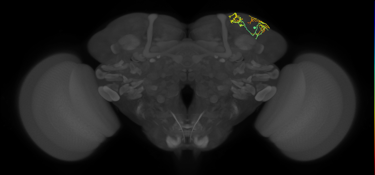 SLP164_b_R (FlyEM-HB:298547436)