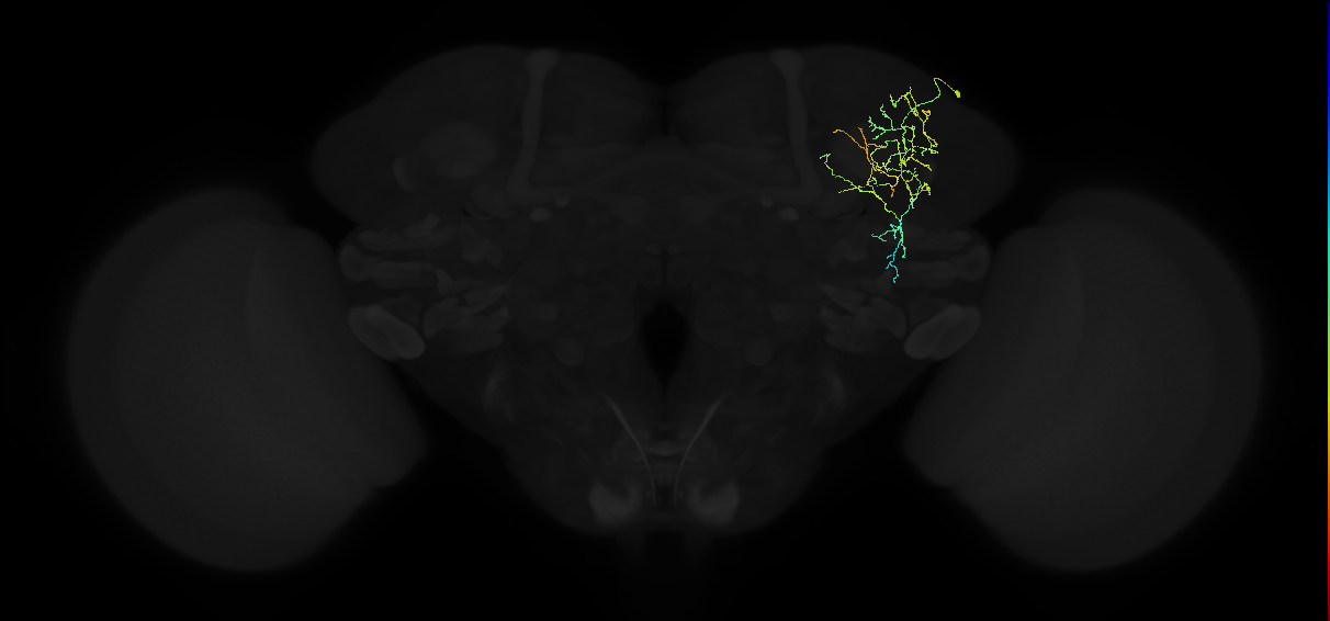 adult superior lateral protocerebrum neuron 165