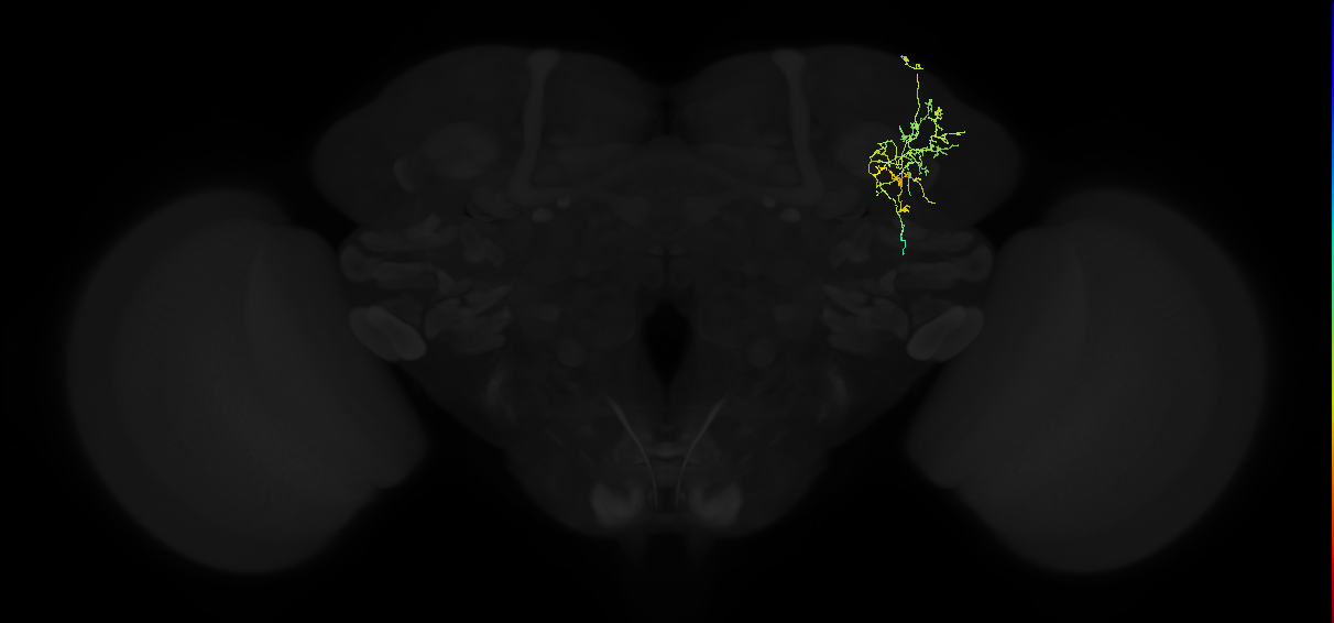 adult superior lateral protocerebrum neuron 166