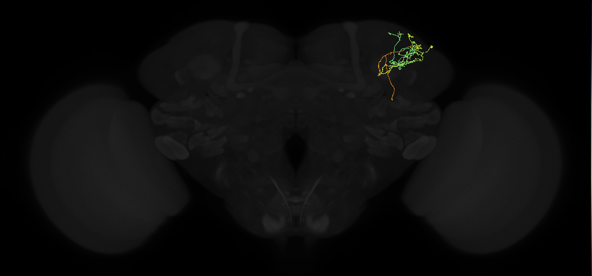 adult superior lateral protocerebrum neuron 167