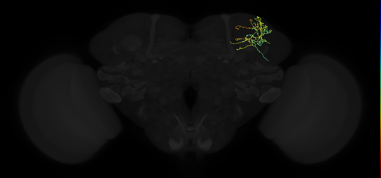 adult superior lateral protocerebrum neuron 168