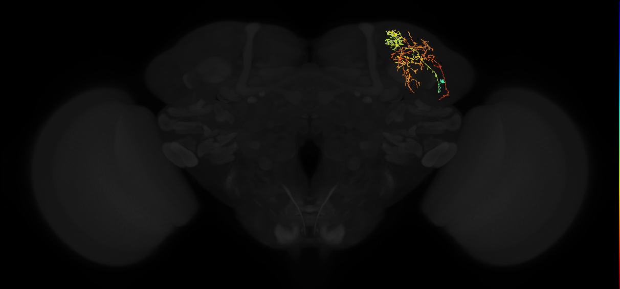 adult superior lateral protocerebrum neuron 171