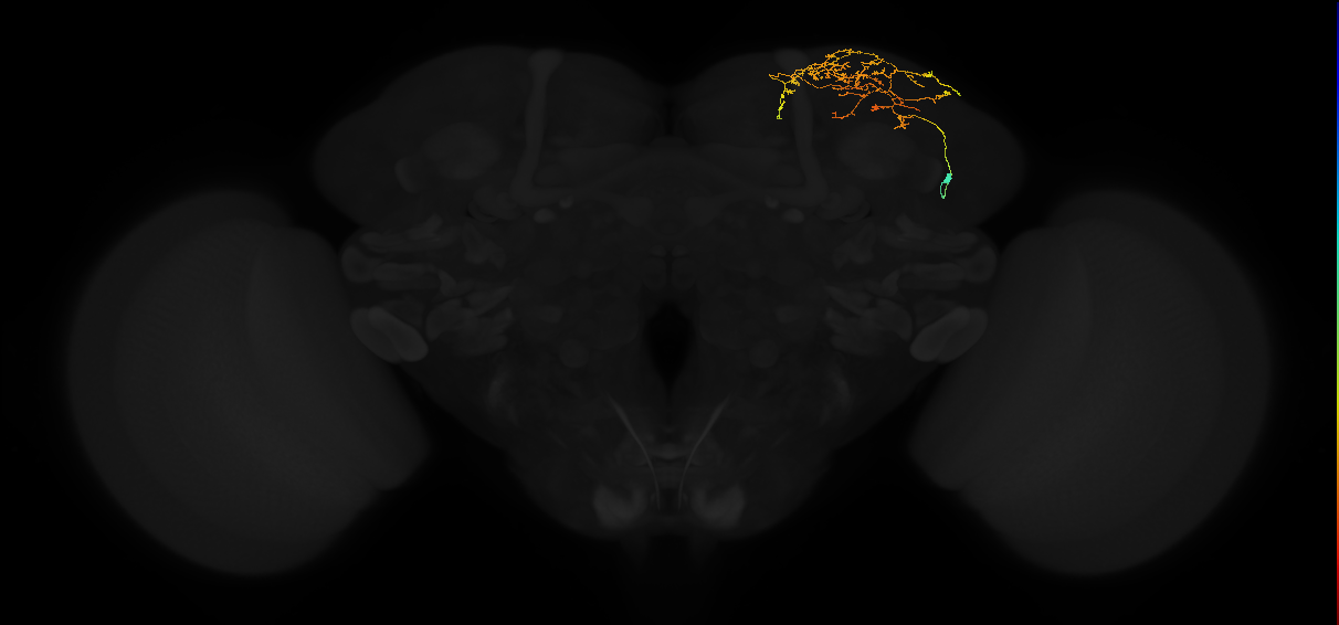 adult superior lateral protocerebrum neuron 173