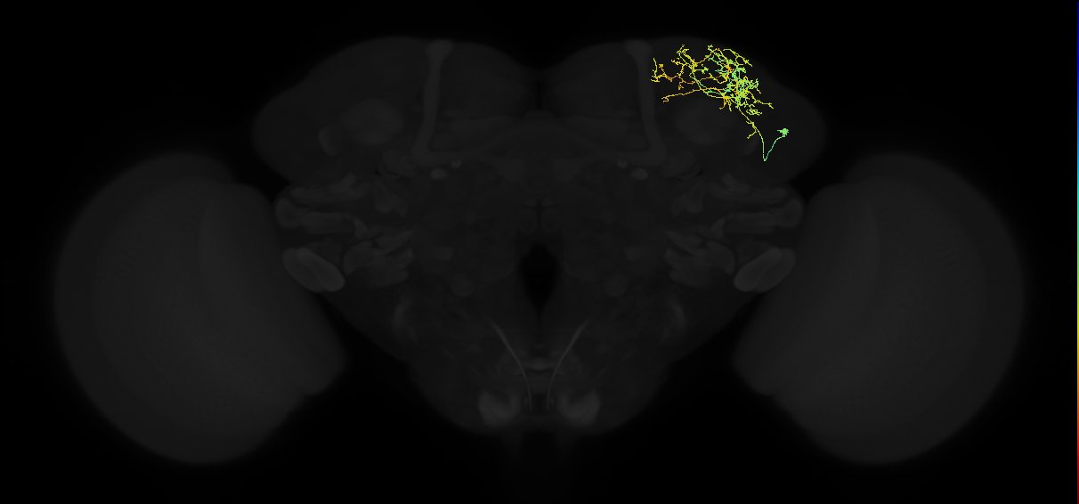 adult superior lateral protocerebrum neuron 174