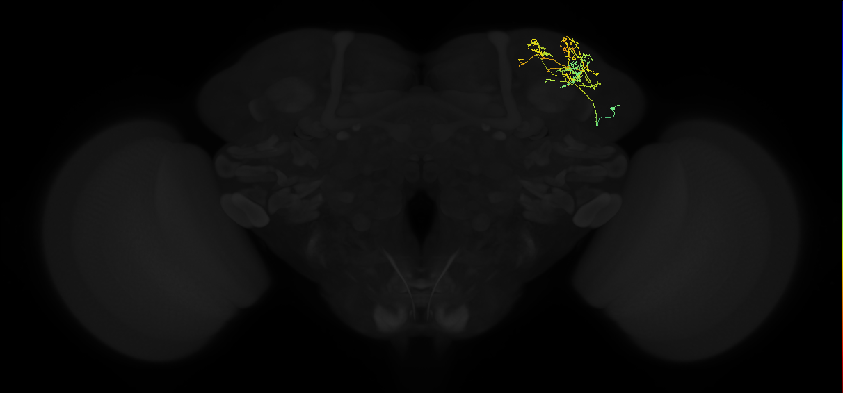 adult superior lateral protocerebrum neuron 177