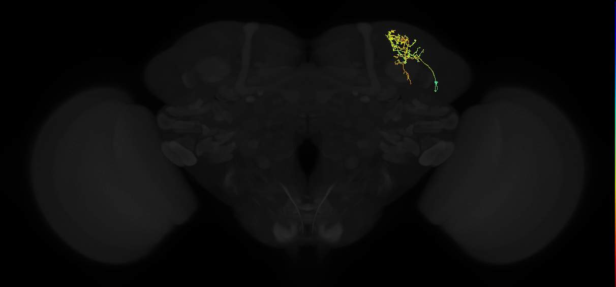 adult superior lateral protocerebrum neuron 178