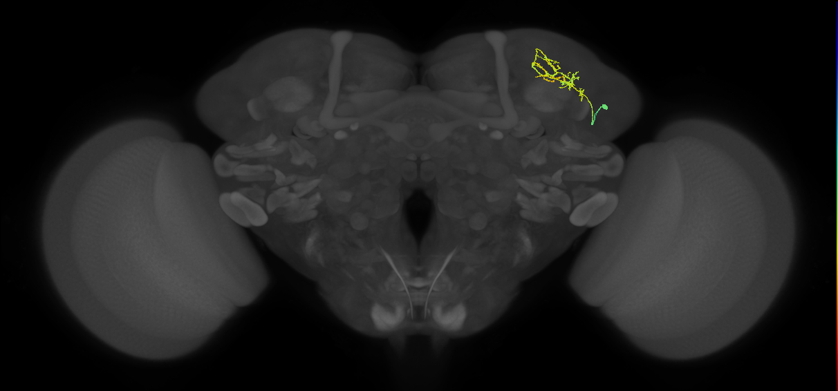 SLP179_a_R (FlyEM-HB:484402369)