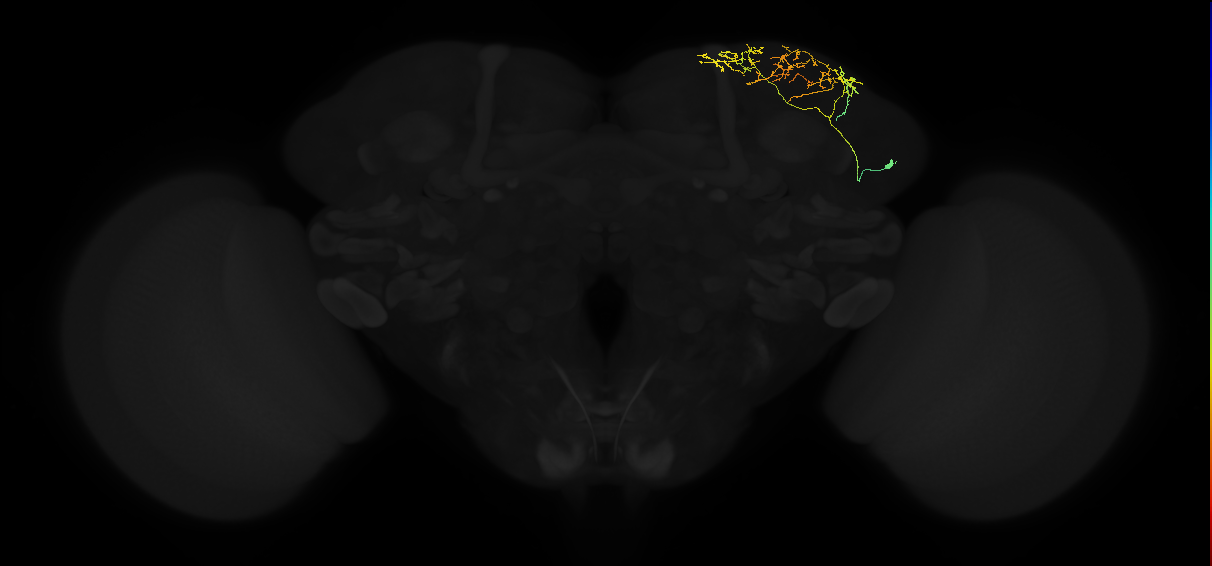 adult superior lateral protocerebrum neuron 181