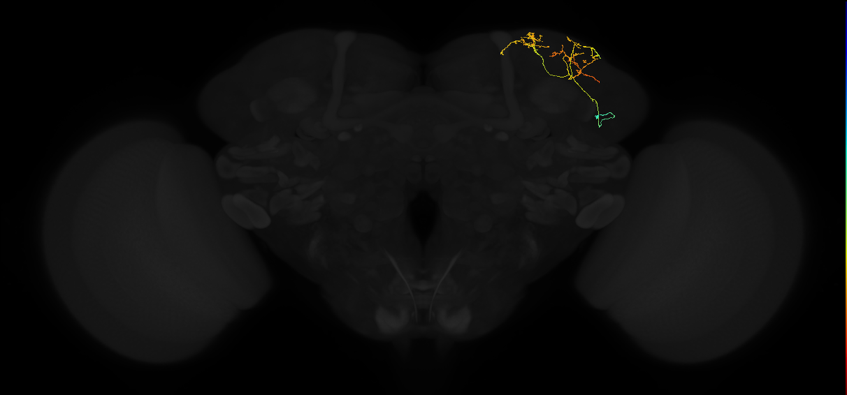 adult superior lateral protocerebrum neuron 182