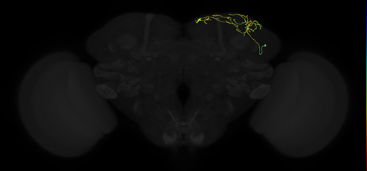 adult superior lateral protocerebrum neuron 183