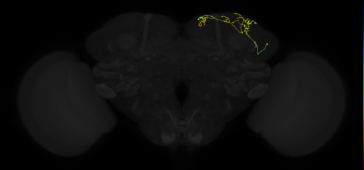 adult superior lateral protocerebrum neuron 183