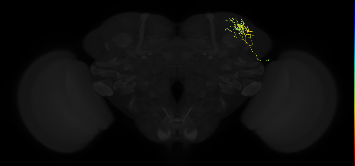 adult superior lateral protocerebrum neuron 185