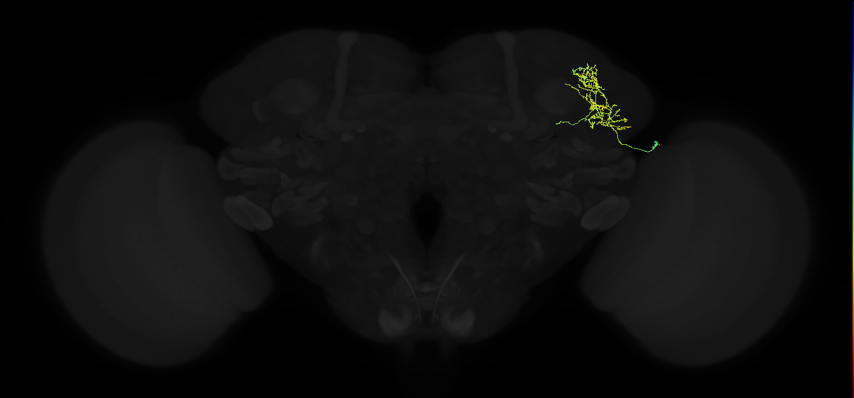 adult superior lateral protocerebrum neuron 186