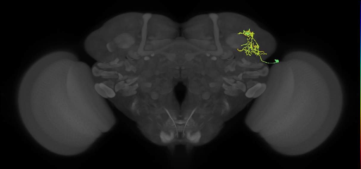 SLP186_R (FlyEM-HB:671933799)