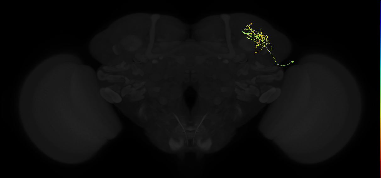 adult superior lateral protocerebrum neuron 187