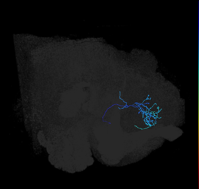 SLP187_R (FlyEM-HB:578521941)