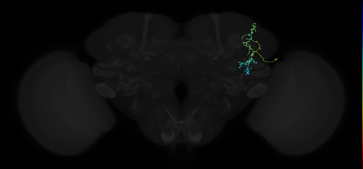 adult superior lateral protocerebrum neuron 188