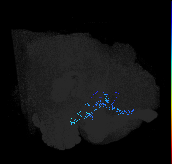 SLP188_b_R (FlyEM-HB:5901195487)