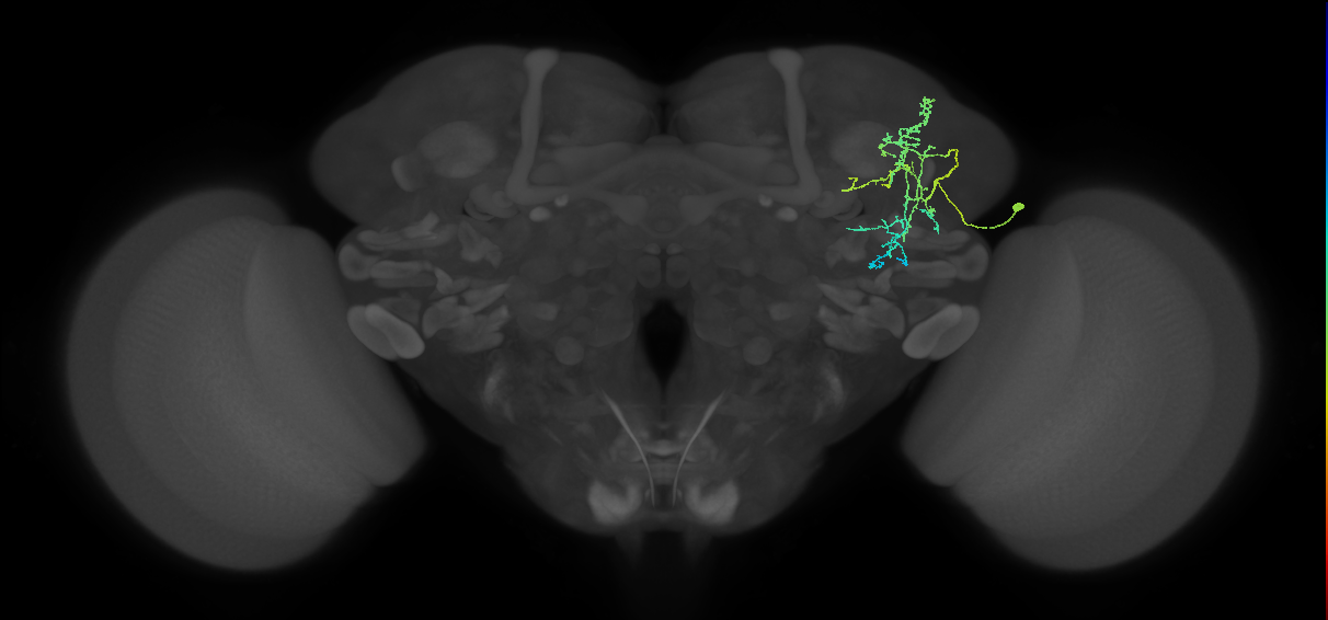 SLP188_b_R (FlyEM-HB:5901195487)