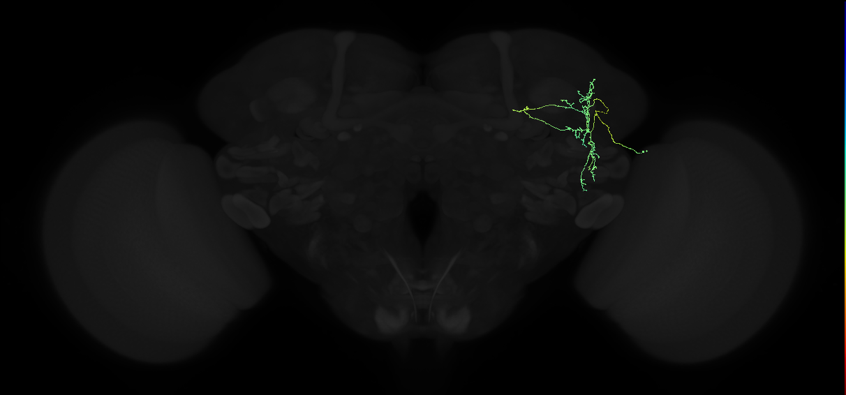 adult superior lateral protocerebrum neuron 189