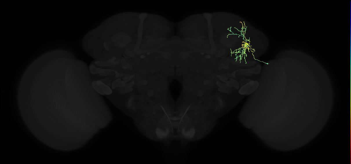 adult superior lateral protocerebrum neuron 190