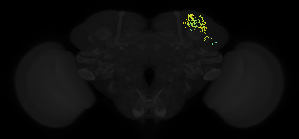 adult superior lateral protocerebrum neuron 191