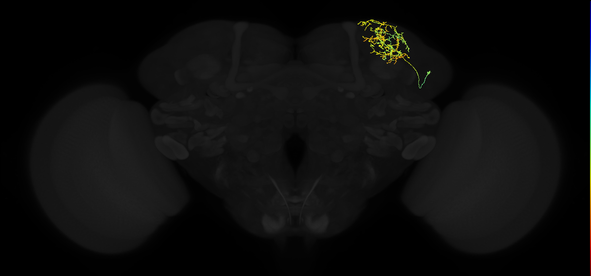 adult superior lateral protocerebrum neuron 192