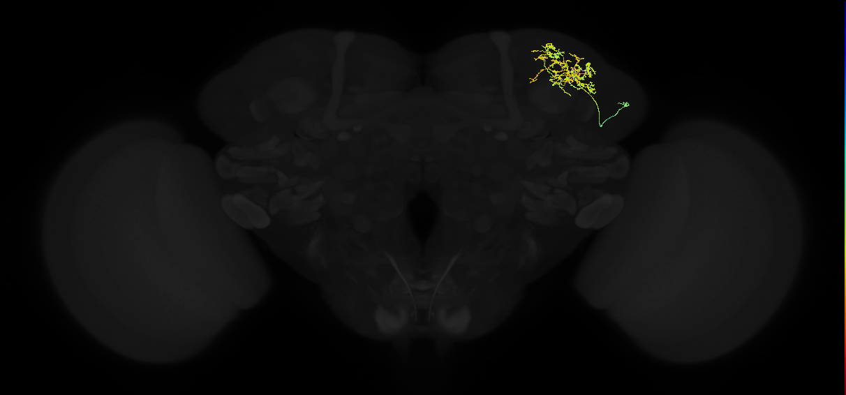 adult superior lateral protocerebrum neuron 193