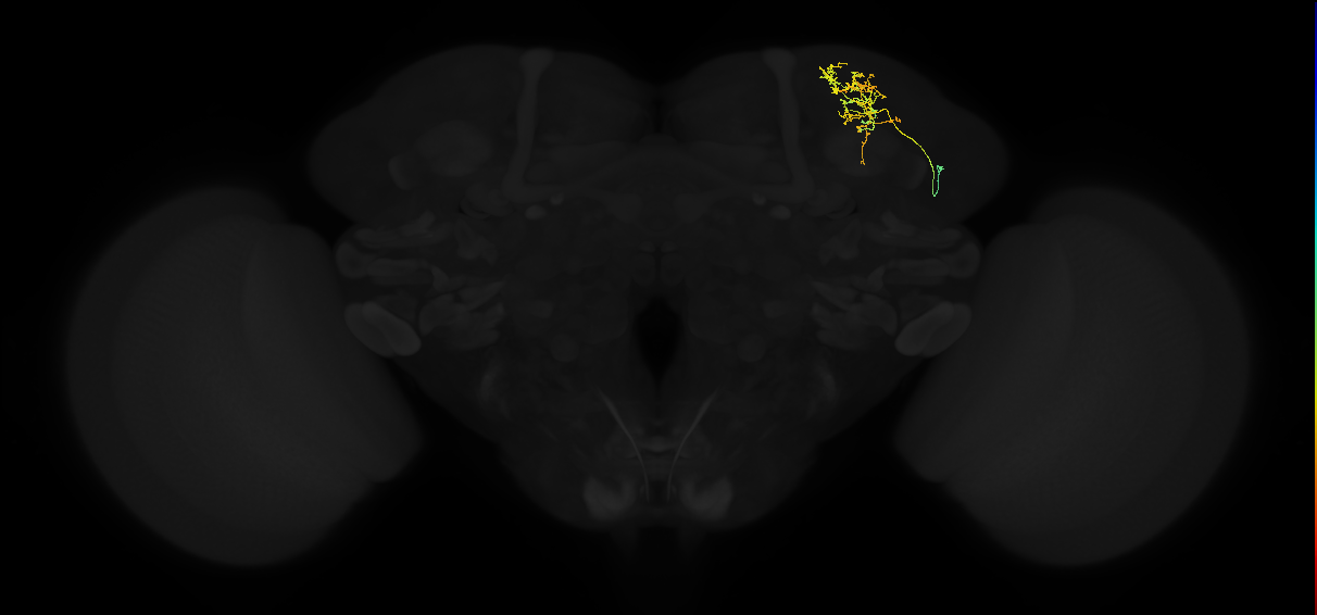 adult superior lateral protocerebrum neuron 198