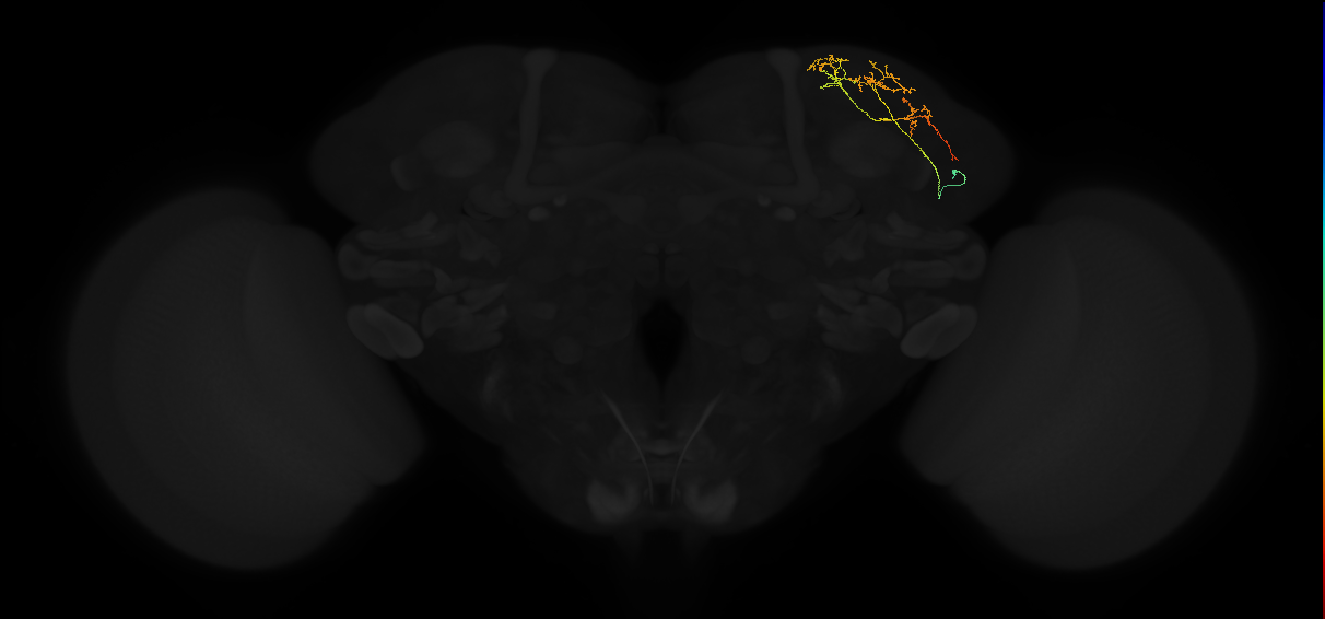 adult superior lateral protocerebrum neuron 204