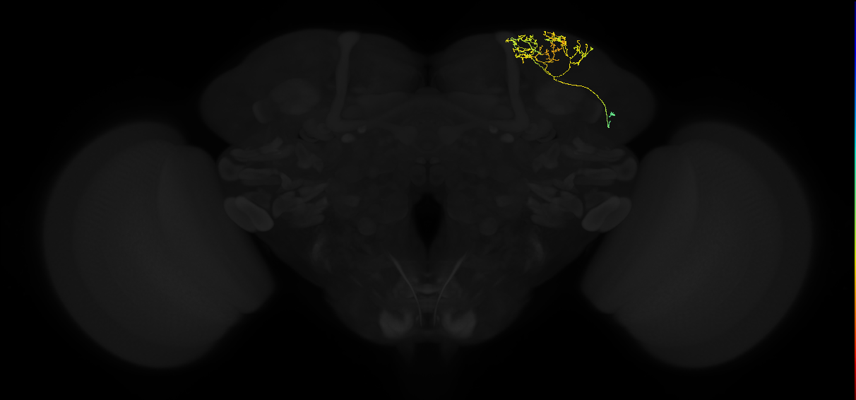 adult superior lateral protocerebrum neuron 205