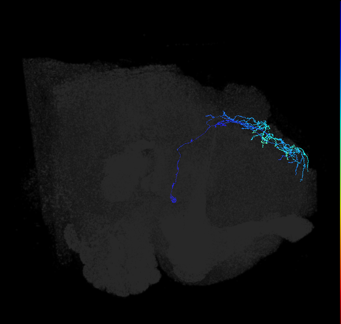 adult superior lateral protocerebrum neuron 210