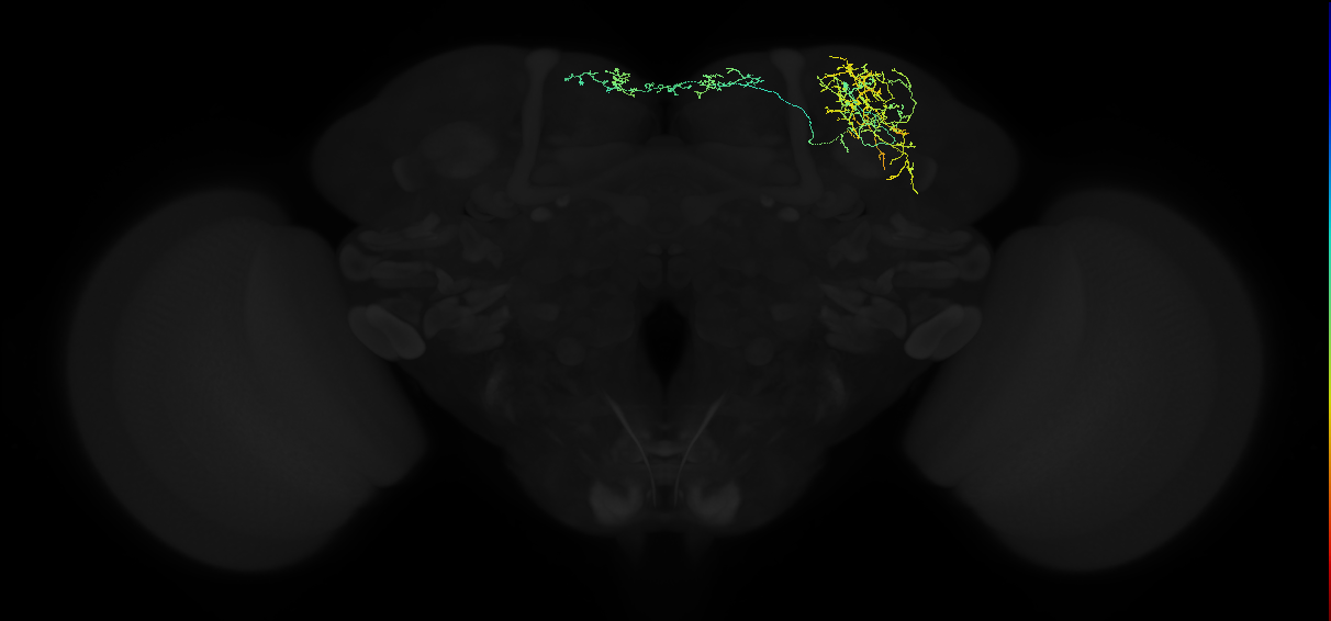 adult superior lateral protocerebrum neuron 212