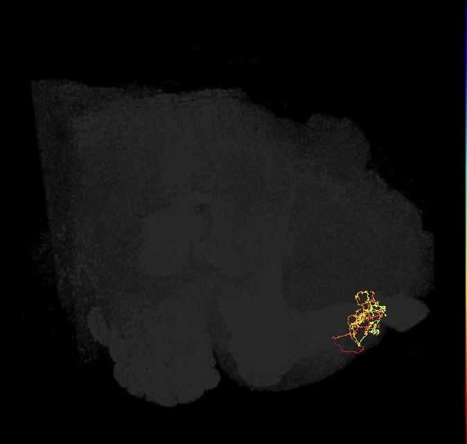 SLP212(ADL27)_L (FlyEM-HB:519004170)